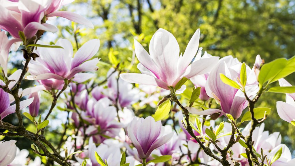 Magnolia flowers - copyright Felix Mittermeier